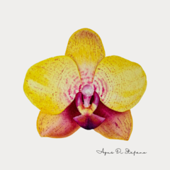Orquídea A-03