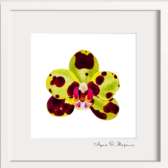Orquídeas A-15 on internet