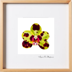 Orquídeas A-15 - buy online