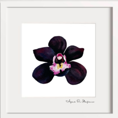 Orquídeas A-09 on internet