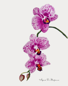 Orquídea Violeta B-02