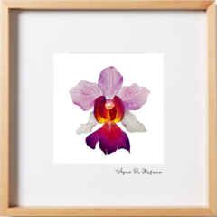 Orquídea A-07 - buy online