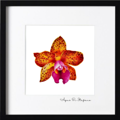 Orquídeas A-19 - Agus Di Stefano