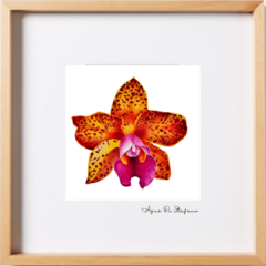 Orquídeas A-19 - comprar online