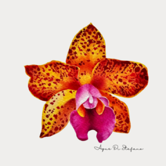 Orquídeas A-19