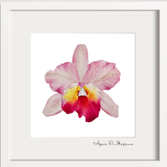 Orquídeas A-16 en internet