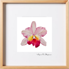 Orquídeas A-16 - comprar online