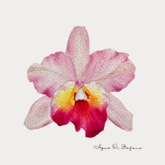 Orquídeas A-16