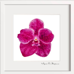Orquídeas A-14 en internet