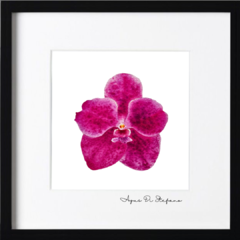 Orquídeas A-14 - Agus Di Stefano