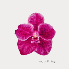 Orquídeas A-14