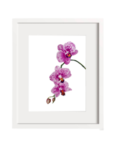 Orquídea Violeta B-02 en internet