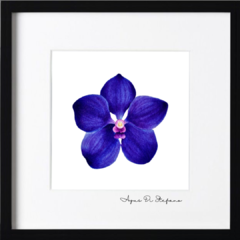 Orquídea A-06 - Agus Di Stefano