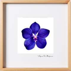 Orquídea A-06 - comprar online