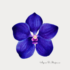 Orquídea A-06