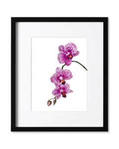 Orquídea Violeta B-02 - Agus Di Stefano