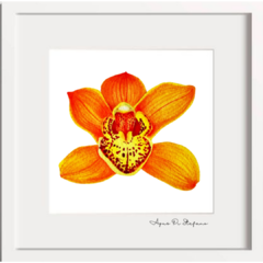 ORQUÍDEA A-01 en internet