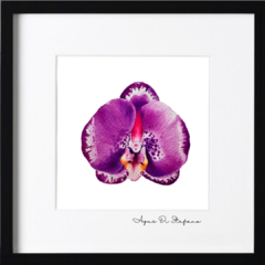 ORQUÍDEA A-02 - Agus Di Stefano