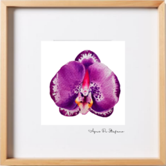 ORQUÍDEA A-02 en internet