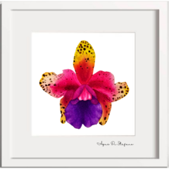 Orquídea A-05 - Agus Di Stefano