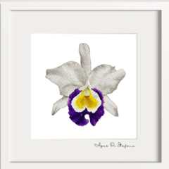Orquídeas A-17 en internet