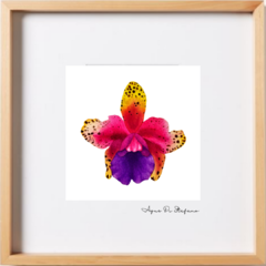 Orquídea A-05 - buy online