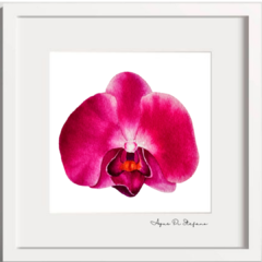 Orquídea A-04 en internet