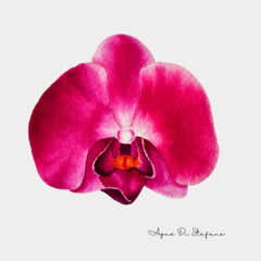 Orquídea A-04
