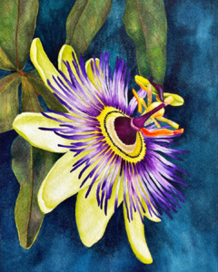 Flor de la Pasión B-03