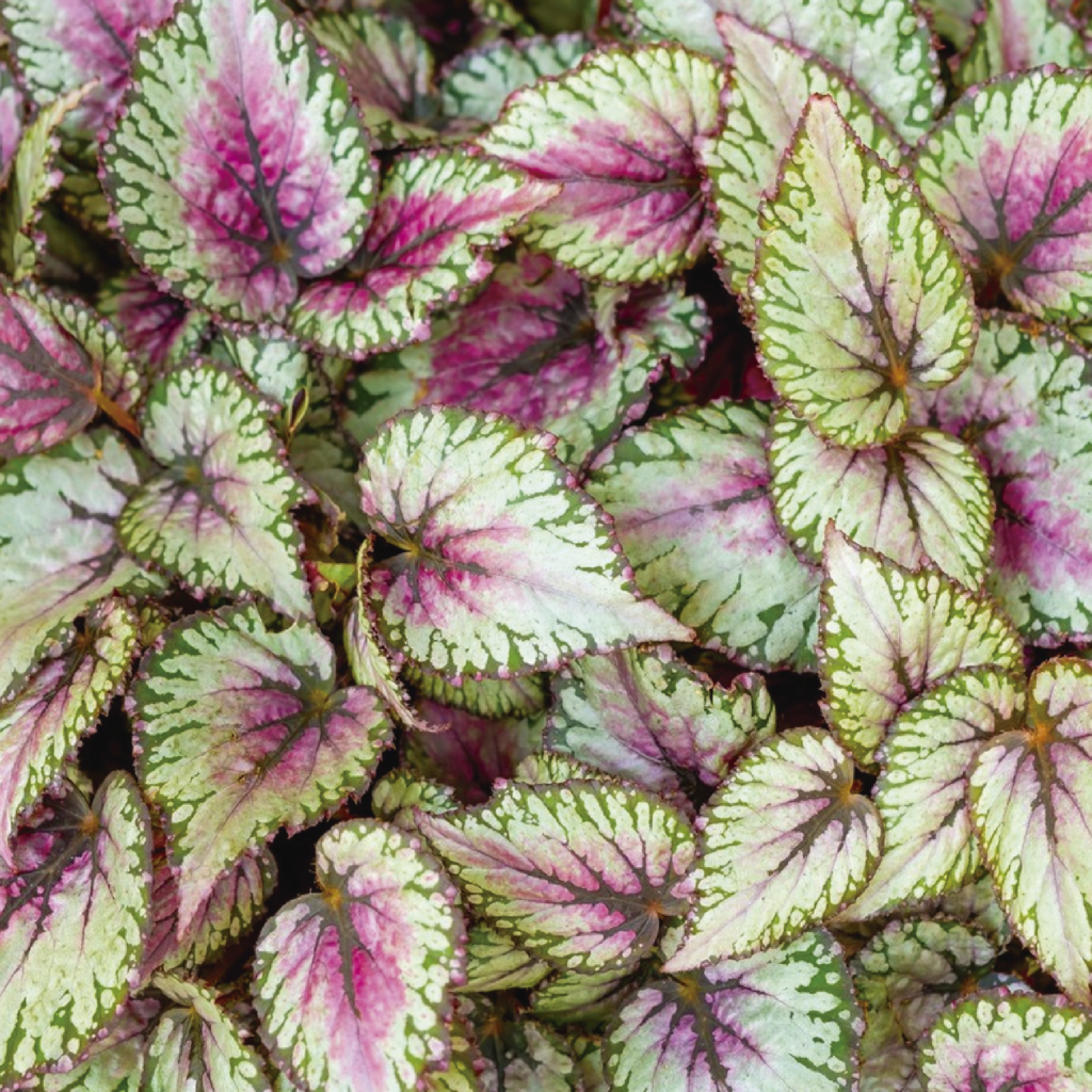Begonia Rex - Comprar en Ayres Verdes