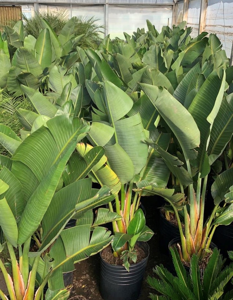 STRELITZIA NICOLAI - Comprar en Ayres Verdes