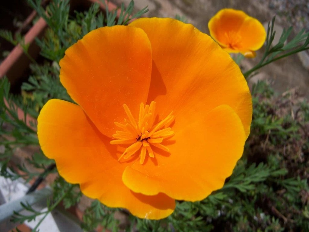 50 Semillas de Flor Amapola de California