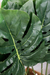 HOJA VERDE CON AGUJEROS GRANDES - comprar online