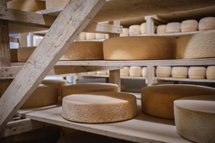 Queso Gouda Santo Padre orgánico certificado horma x 3 kgs (aprox). Precio x kg. - Cimarrona