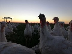 Imagen de Pavos pastoriles por kilo