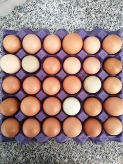Maple de huevos pastoriles (30 huevos) - tienda online