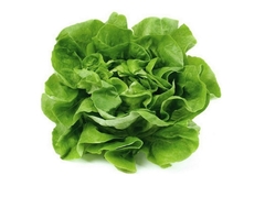 LECHUGA MANTECOSA x KG