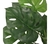 PLANTA MONSTERA - comprar online