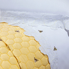 Jogo de lençol super king no percal 200 fios bordado - Jogo de lençol bordado com bordado de abelhas