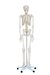Esqueleto humano articulado 180 cm de altura