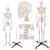 Esqueleto humano articulado 180 cm de altura - comprar online