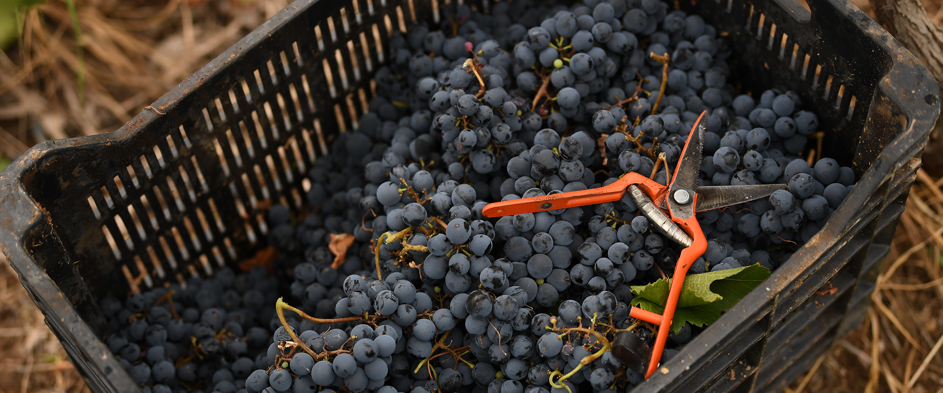 un cajon lleno de uvas malbec con una tijera para cosechar