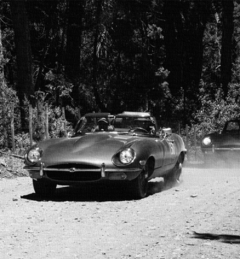 Cuadro Jaguar en internet