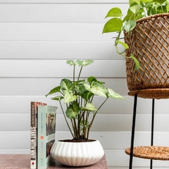 Carmen Set of Planters - online store
