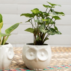 Wisdom Owl Ceramic Planters (Set of 2) - Habibi | Handmade Planters and Home Decor Delivered to Your Door