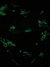 CORAL FLEECE LUMINOSO 1,6 POR KILO - tienda online
