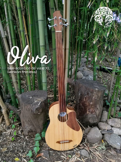 Oliva (Bajo ACÚSTICO) - tatú instrumentos
