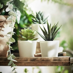 Plantitas Artificiales