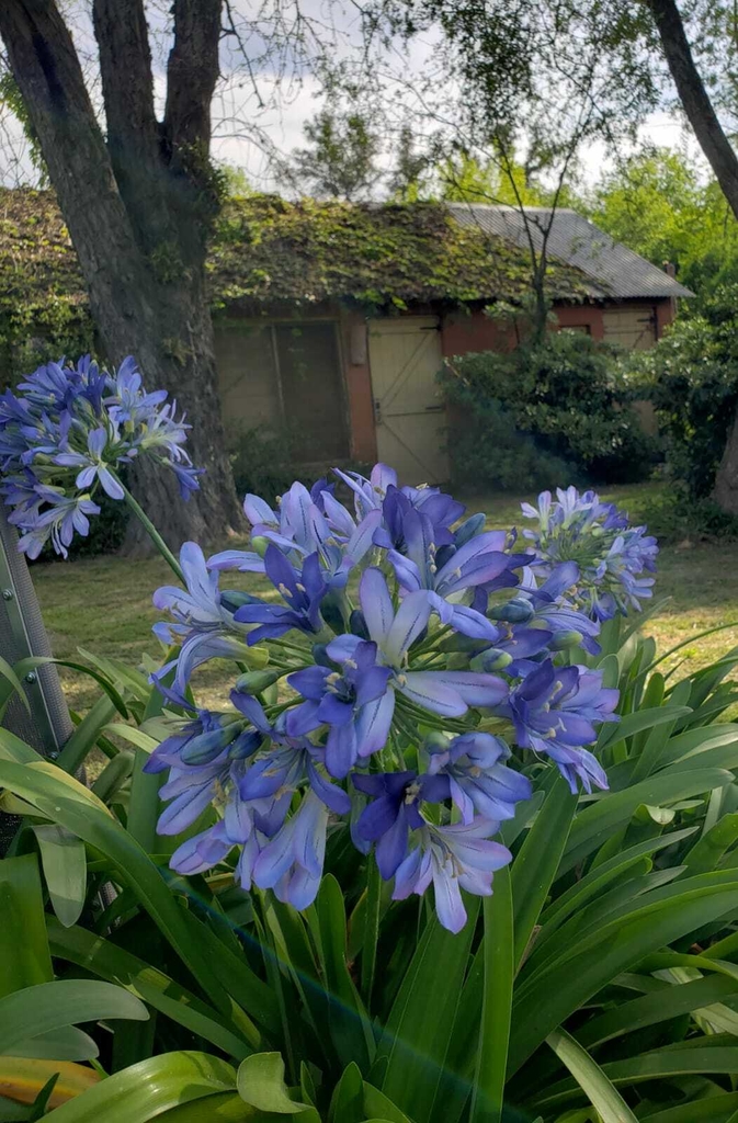 AGAPANTHUS