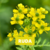 Ducha Áurica - Ruda & Jarilla - - comprar online